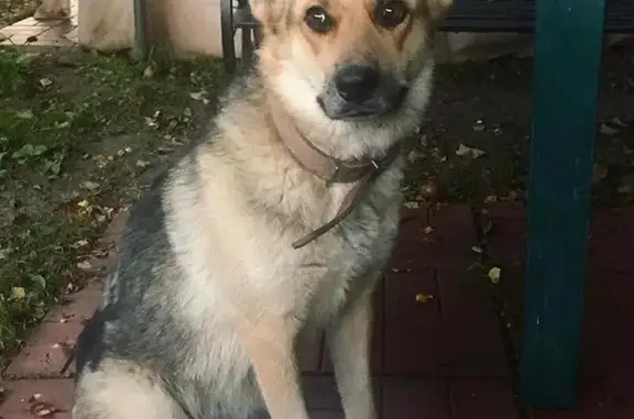 Найдена собака в дачном посёлке Монтажник, Бережки, Подольского района