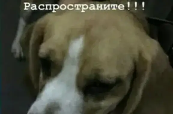 Пропала собака Бигль в Рыбинске