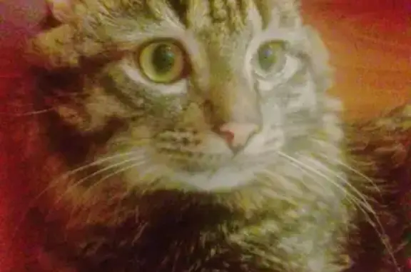 Кошки потеряшки, село Малая Бугульма, фото: Потеряшка домашняя кошка в Малой Бугульме, Татарстан