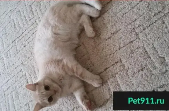 Пропала кошка на Пугачева 9 (Дружба)