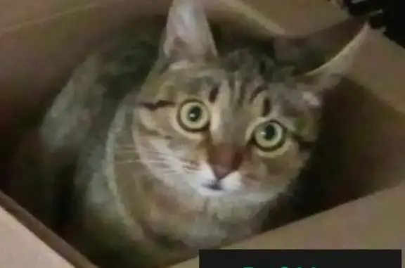 Кошки потеряшки, Брусянский, фото: Потеряшка кошка в поселке Брусянский, Тульская область