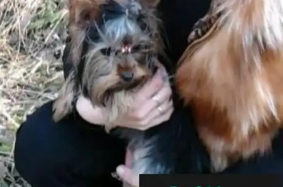 Собаки потеряшки, Першинское, фото: Потеряшка собака с клеймом в Барсово, Владимирская область