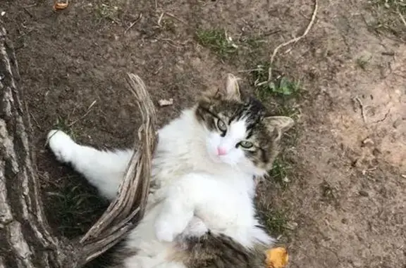 Найден кот в Ботаническом саду, ищем хозяев