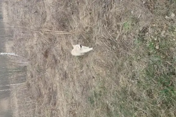 Кошки потеряшки, Смоленский район, фото: Потеряшка рыжая кошка в Смоленском районе