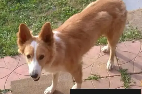 Найден пес в СНТ Дружба, Тульская область