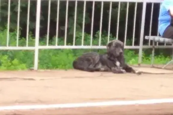 Найдена собака без ошейника в Лесном городке, Московская область.