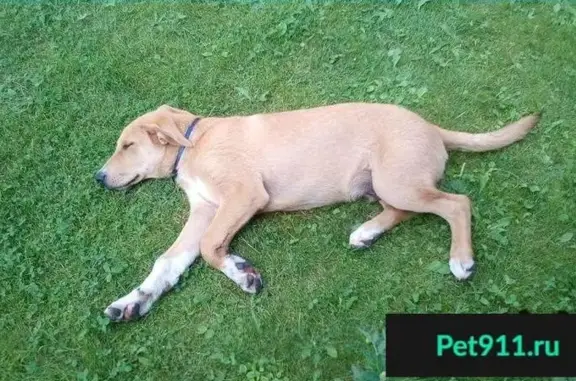 Пропала собака в СНТ Эдельвейс, Одинцовский р-н, Московская область