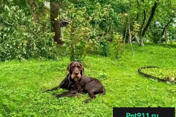 Пропала собака в Твери, Черкассы - помогите найти Друга Дратхаара Хорса!