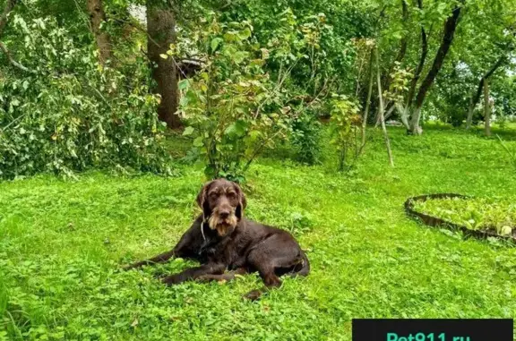 Пропала собака в Твери, Черкассы: помогите найти!