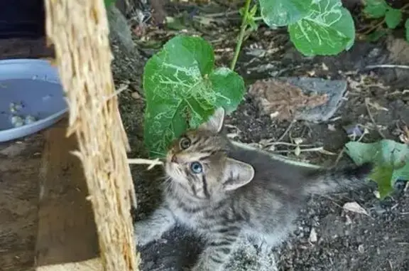 Ищем дом для кошки и ее котят в Каменск-Уральском