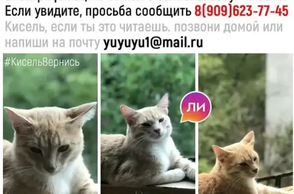 Пропала кошка Кисель в Люберцах, Московская область