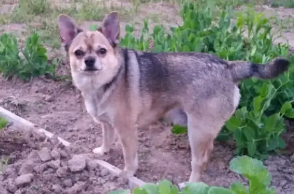 Пропала собака в поселении Вороновское, Москва