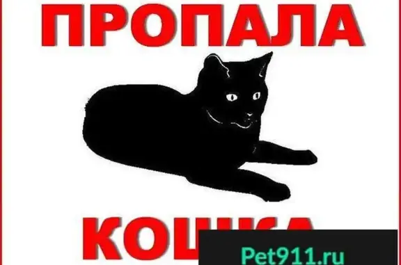 Пропала кошка 