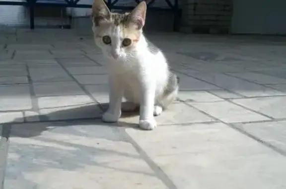 Найдена трехцветная кошка в Ростове-на-Дону!