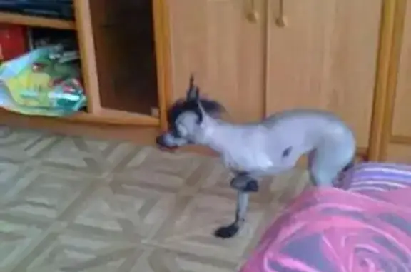 Пропала китайская хохлатая лысая собака в Краснокамске, зовут Фрося