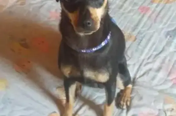 Найдена собака без ошейника в Домодедово