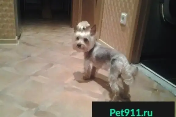 Собаки потеряшки, Опольевское, фото: Потеряшка йоркширский терьер в Тикописи, Кингисеппский район