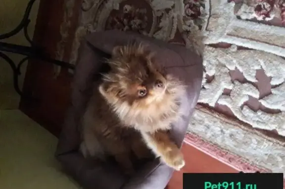 Пропала собака Мультик в Ноябрьске, Россия