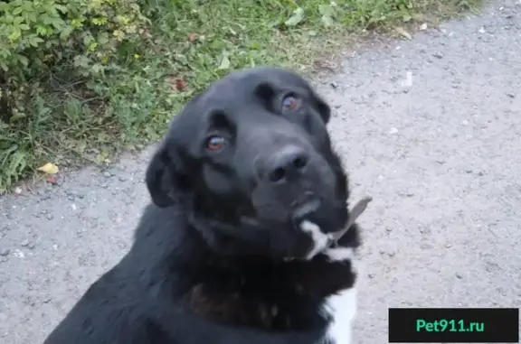 Найден черный пёс с ошейником в СНТ Родник, Чеховский район