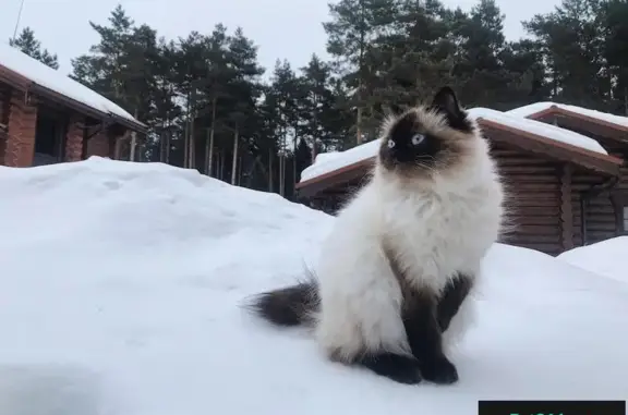 Пропала пушистая сиамская кошка в Городецком районе