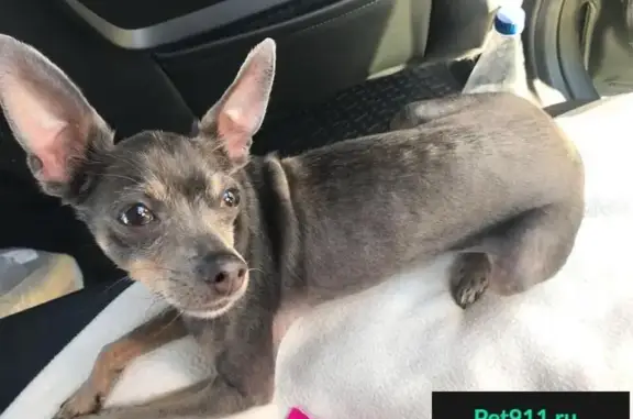 Собаки потеряшки, Хлопки, фото: Потеряшка собака в районе Воскресенск, СНТ Потаповское (Сады) 04.08.2018