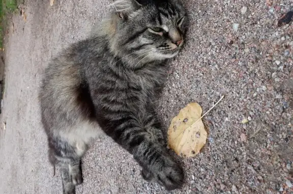 Найден котик в Красногорске, ищет новый дом