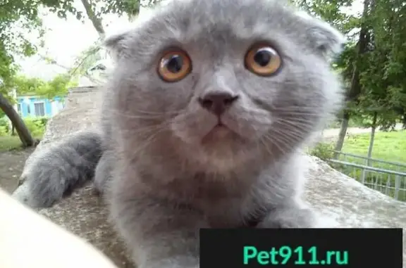 Найдена породистая кошка в Екатеринбурге