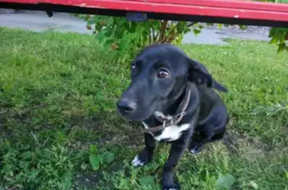 Найдена собака в Калинининском районе, Новосибирск