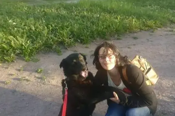 Очаровательный пёс Черныш ищет дом в Санкт-Петербурге