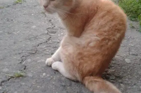 Найдена рыжая кошка (Екатеринбург)