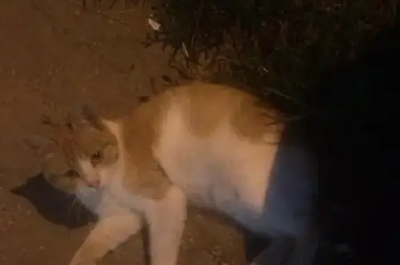 Найдена кошка с отрубленным хвостом, нужна помощь