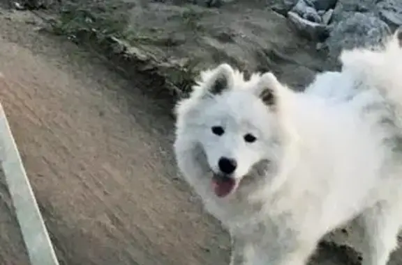 Пропала собака в Золотово, Московская область