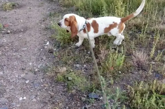 Найдена собака в посёлке ГРЭС, ищем новых хозяев