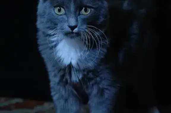 Найден серый котенок (Химмаш, Екатеринбург)