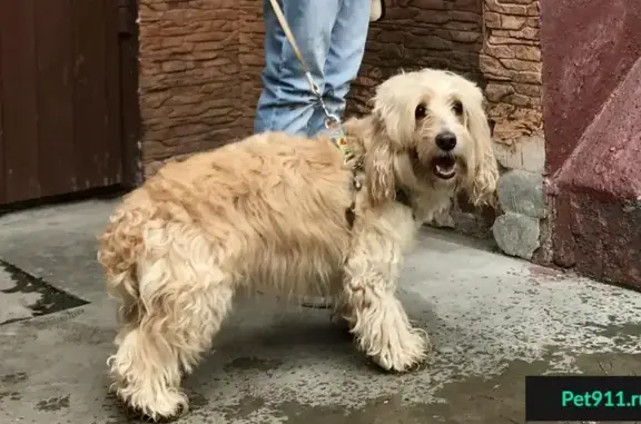 Найдена собака в Марьино, ищем хозяев!