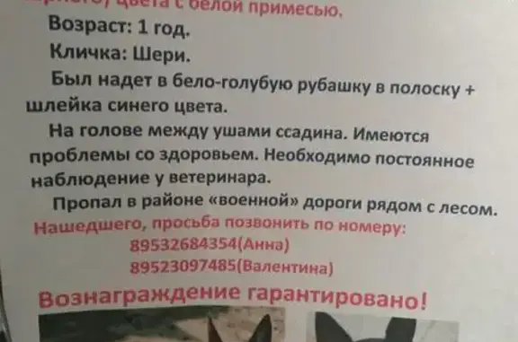 Собаки потеряшки, садовое товарищество Зори Севера, фото: Потеряшка собака Шерик в Зорях Севера, Архангельская область