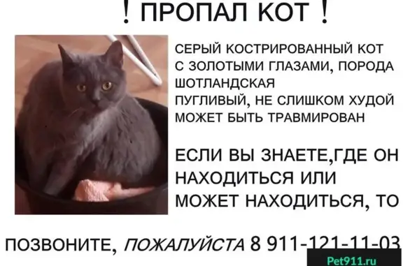 Пропала кошка СПб - Кировский район
