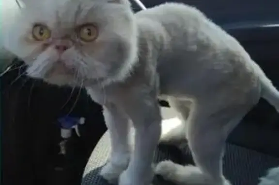 Пропала кошка, найден персидский котик в районе 1 гор. больницы, Севастополь