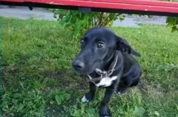 Пропала, найдена молодая черно-белая собака в Новосибирске