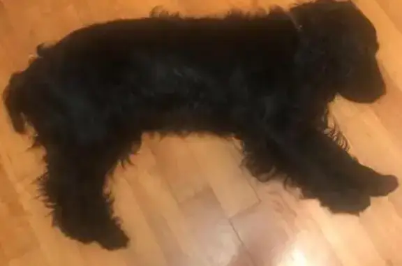 Найдена собака черного окраса на трассе в Рамонском районе, Воронежская область