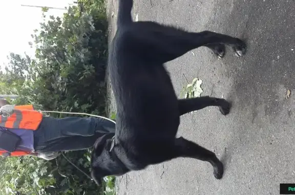 Найдена дружелюбная собака на Липецкой улице