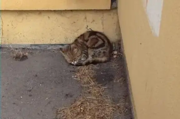 Найдена кошка в районе Соколиная гора, ищем старых хозяев!