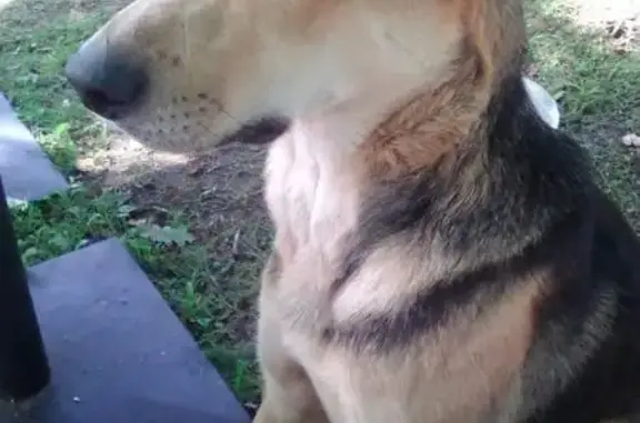 Найден коричневый пёс с глазами разного цвета в Твери