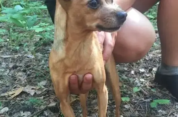 Найдена собака с клеймом возле Патрушево