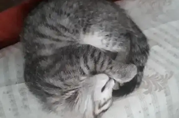 Найден серенький котенок в Новокузнецке
