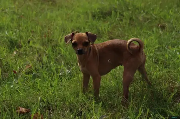 Собаки потеряшки, Утичье, фото: Потеряшка рыжая той-терьер Дуся в деревне Утичье, Псковская обл.