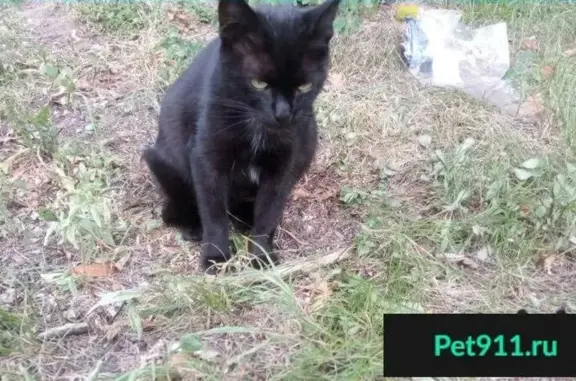 Пропала ручная кошка в Москве, Кузьминки с белым пятнышком на воротничке.