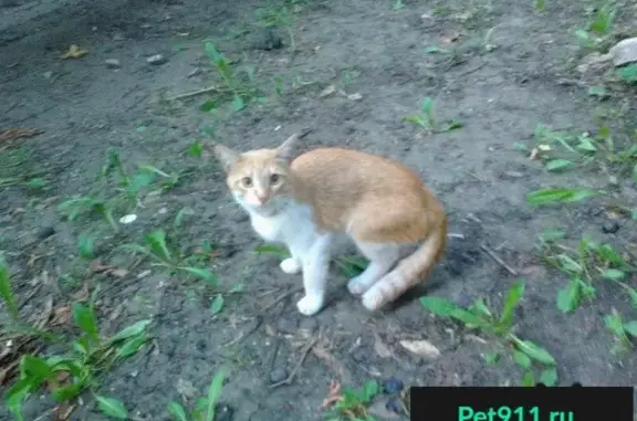 Найден кот в районе ж. д. поликлиники, Саратов.