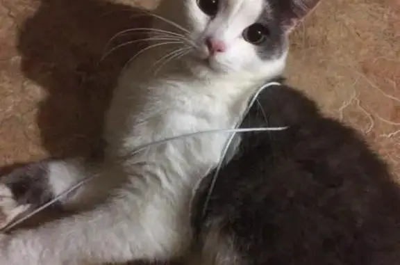 Кошки потеряшки, Омск, фото: Потеряшка кот Генрих по адресу Багратиона 4 в Омске.