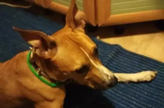 Найдена собака стаффордширского терьера в Омске